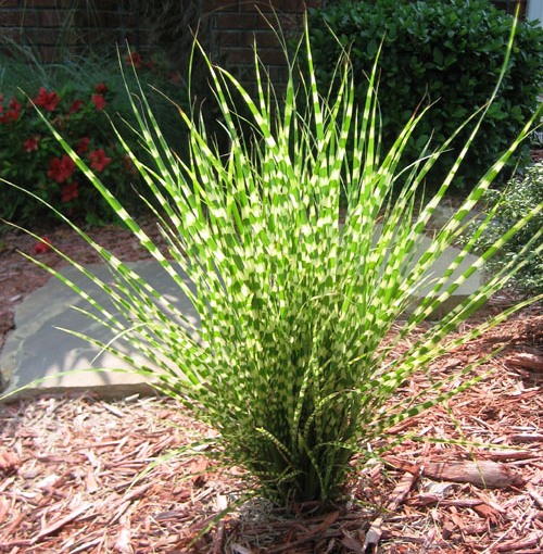  أعشاب الزينة البرية"Ornamental Grass Miscanthus%20_Gold%20Bar_
